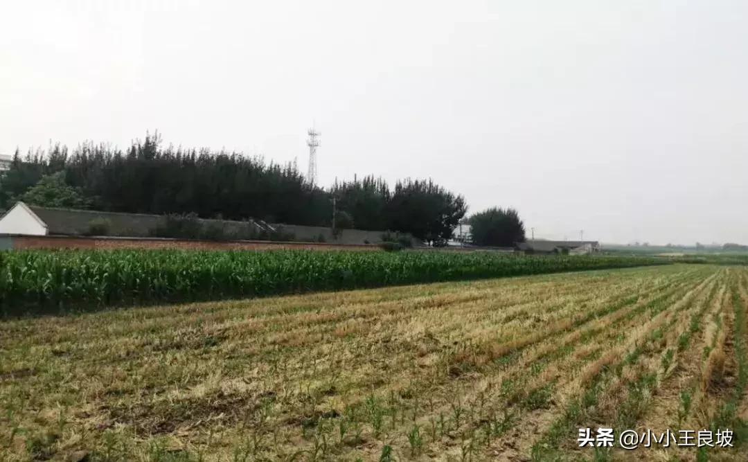 三九药业股票,三九药业股票，一场心灵与自然的美妙旅程